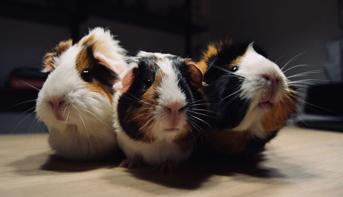 Cruelty free - Porcellini d'India