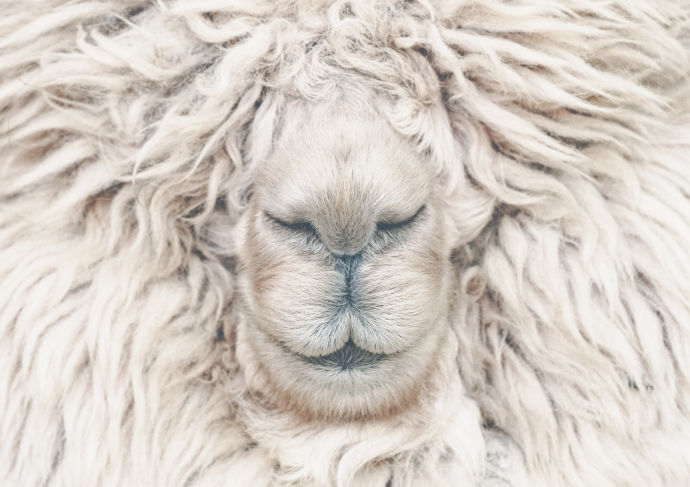 Cardatura lana pecora
