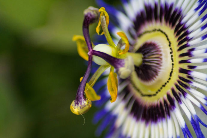 Passiflora