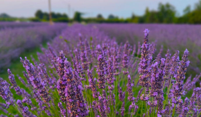 Campo di lavanda